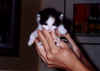 kitten3.jpg (23845 bytes)