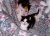 kittensboth.jpg (70990 bytes)